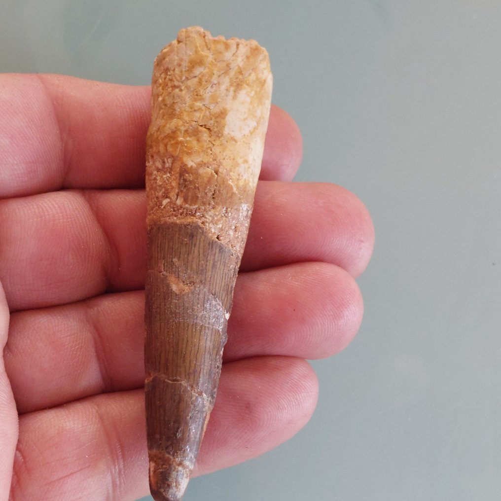 恐龙 - 牙齿化石 - Spinosaurus aegyptiacus - 83 mm - 22 mm #1.0