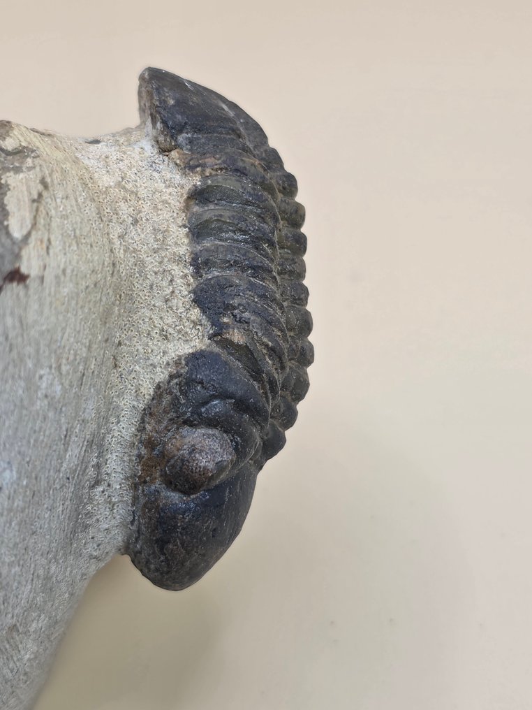 三葉蟲 - 動物化石 - Redoops cephalotes - 8 cm  (沒有保留價) #4.3