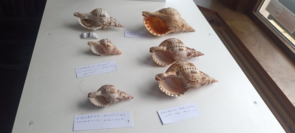 Charonia Collection Zeeschelp - Charonia (Zonder minimumprijs) #1.0