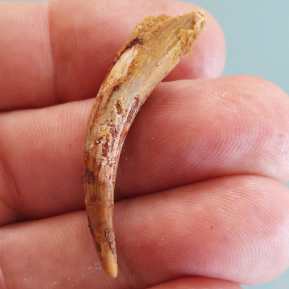 Flygödlor - Fossil tand - 43 mm - 12 mm #1.0