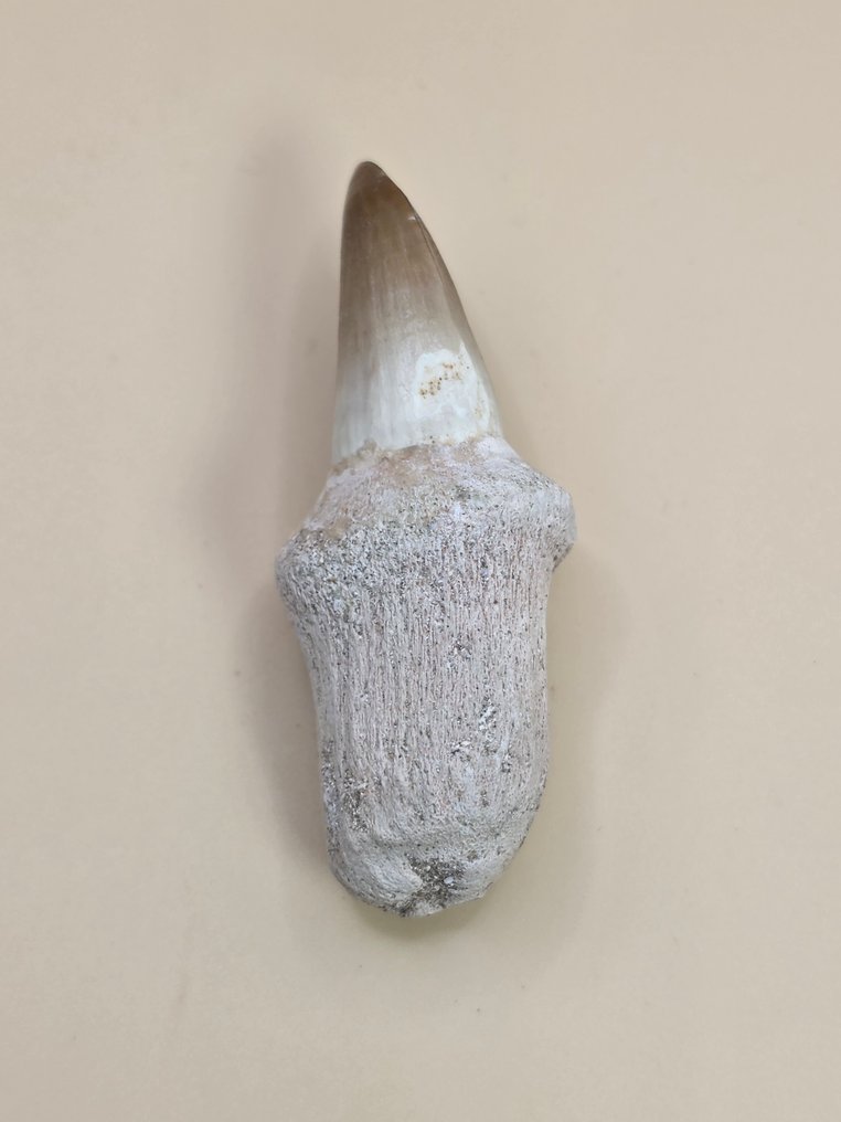 Mosasauro - Dente fossile - 7 cm (Senza prezzo di riserva) #4.3