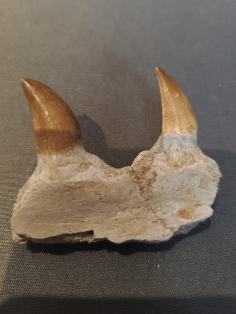 Mosasaur - Fossile tænder - 5 cm - 7 cm (Ingen mindstepris) #4.3