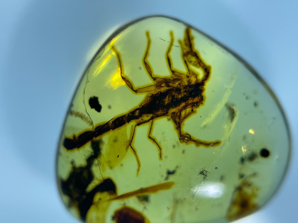 Âmbar - Âmbar - scorpion, Burmese Amber, Insect Amber (Sem preço de reserva) #1.0