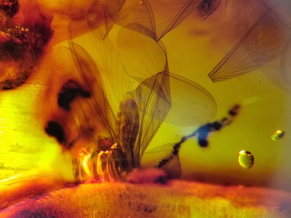 FOSSlL-AWESOME!! Dominikansk bärnsten – 60 kr- 12 g #4.3