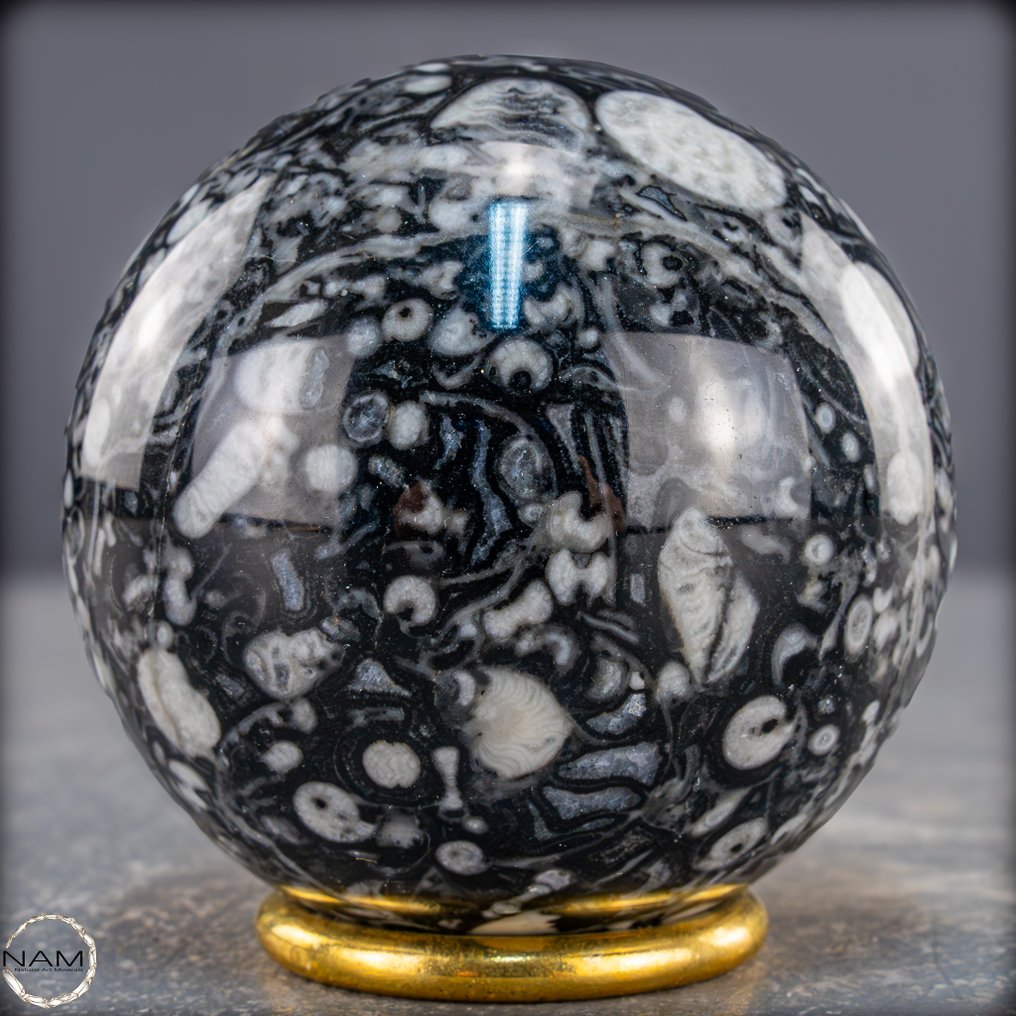 稀有天然Orthoceras球体 – Fossile优雅，黑色与白色- 547.82 g #2.1