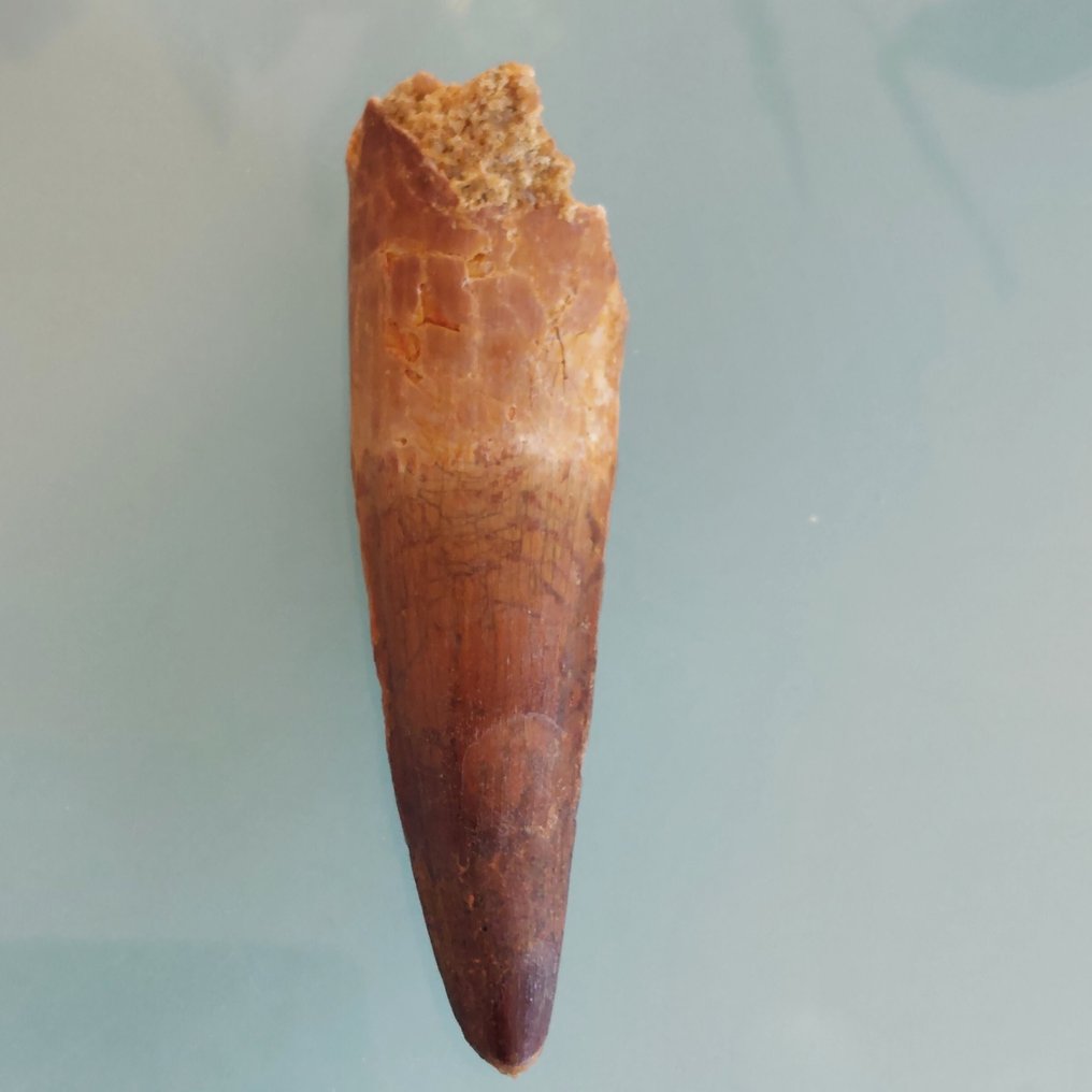 Δεινόσαυρος - Απολιθωμένο δόντι - Spinosaurus aegyptiacus - 90 mm - 25 mm #2.1