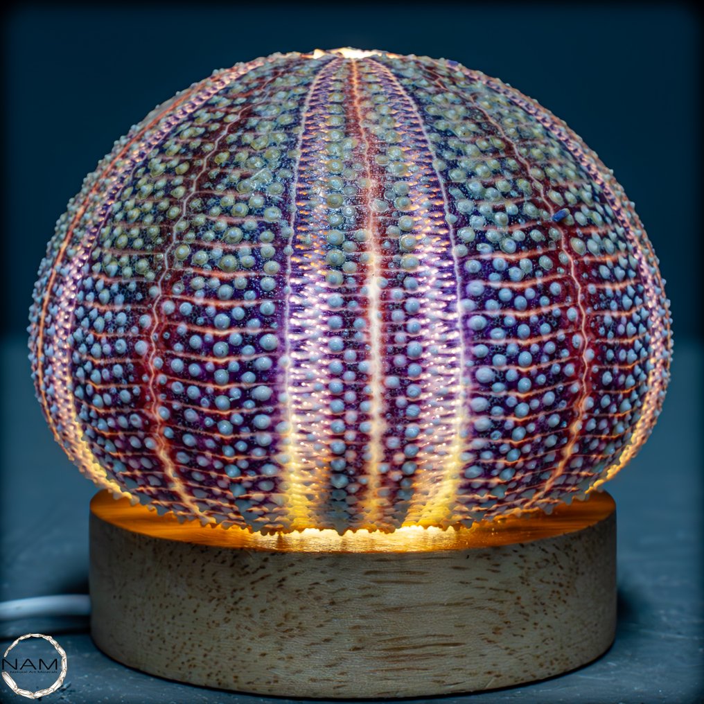 Dekorative Kleidocidaris peroni Seeigel-Lampe- 107.74 g #1.0