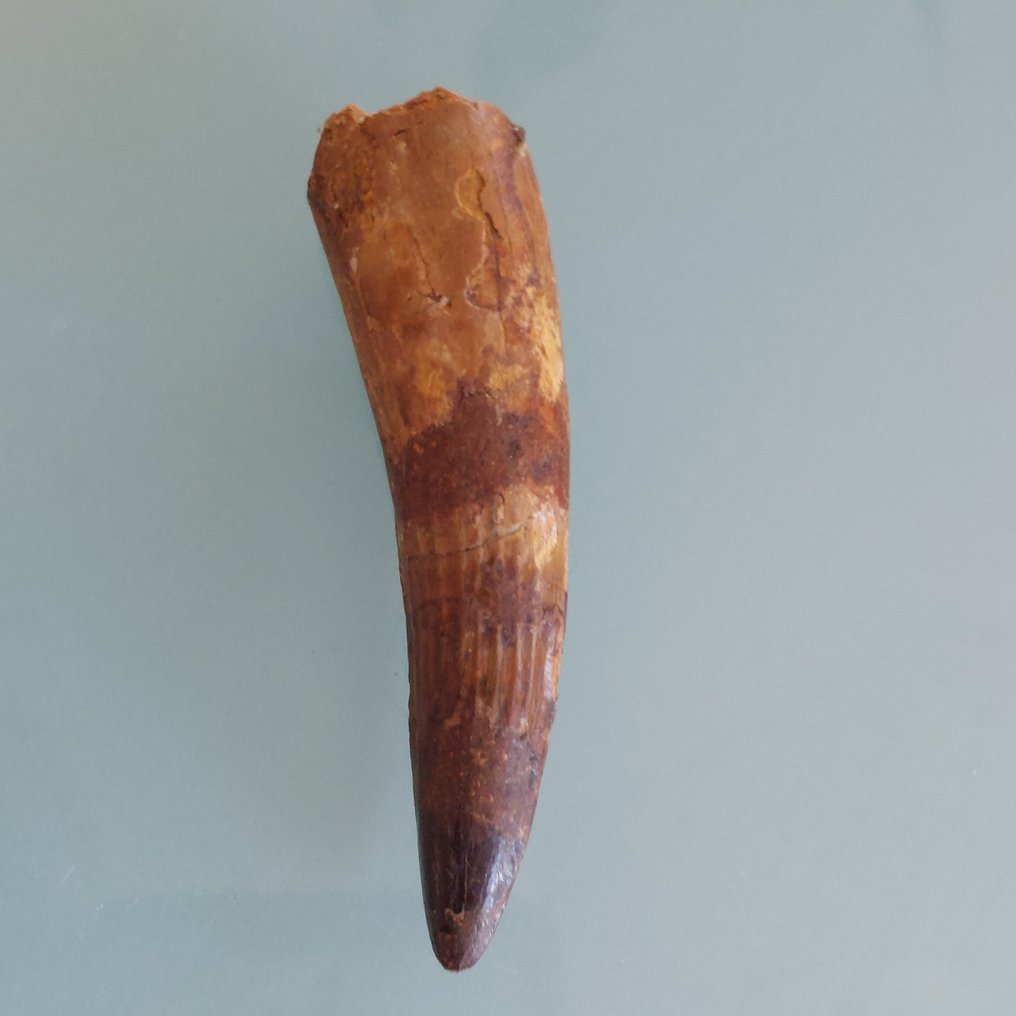 Δεινόσαυρος - Απολιθωμένο δόντι - Spinosaurus aegyptiacus - 70 mm - 20 mm #2.1