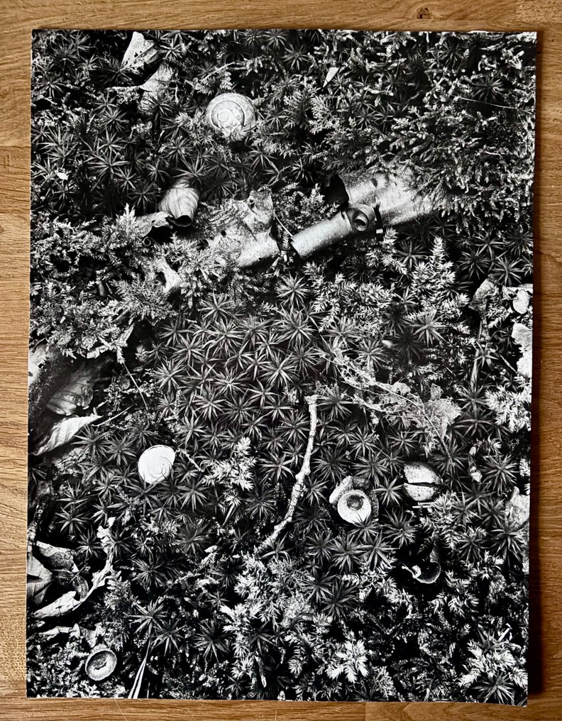 Jean-Pierre Sudre - Sous bous, 1951 #1.0