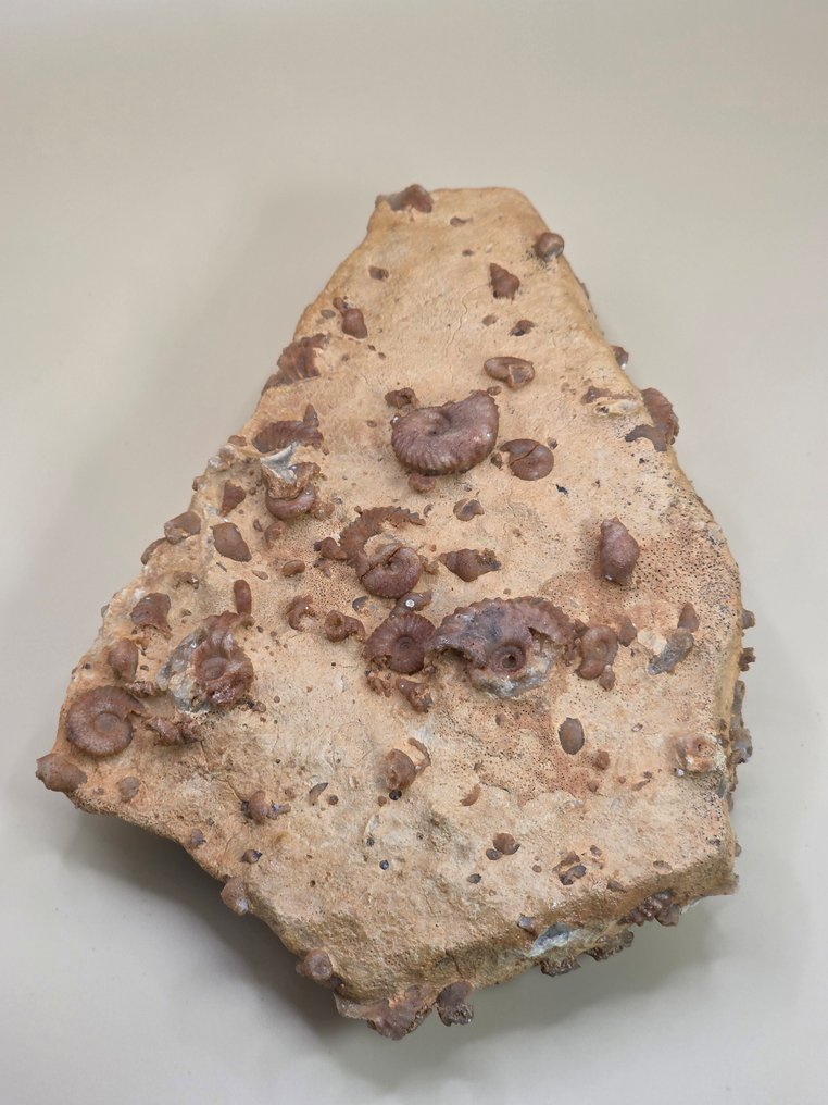 Fossil - Fossilt fragment - Piece of fossil-bearing rock containing numerous well-preserved spiral micro-fossils - ​ - 16.5 cm  (Ingen mindstepris) #2.1