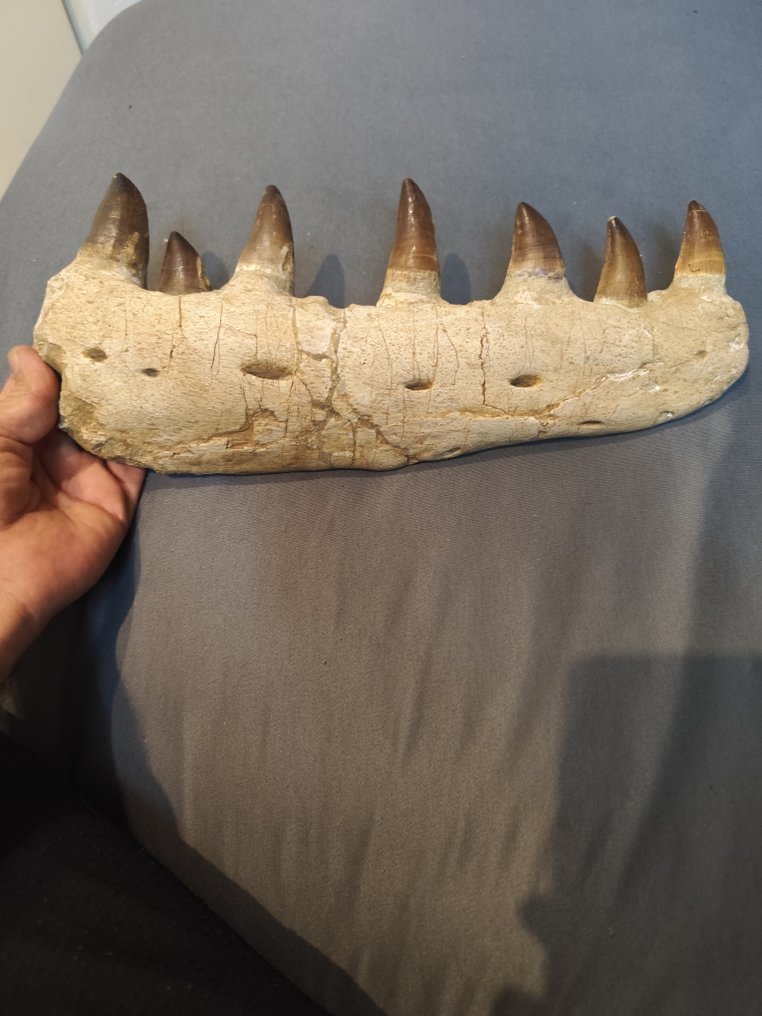 沧龙 - 牙齿化石 - 14 cm - 34 cm #1.0