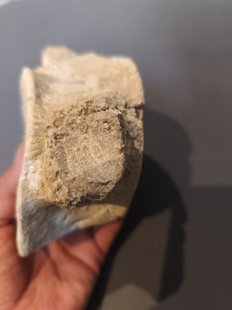 Mosasaur - Απολιθωμένο σπονδυλικό οστό - 15 cm - 13 cm  (χωρίς τιμή ασφαλείας) #2.1