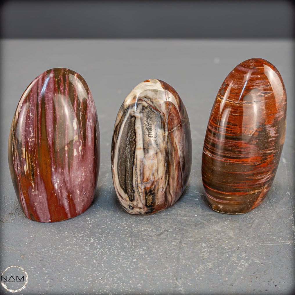 天然化石木 和谐套装由三个抛光的自由形态组成- 1054.91 g - (3) #3.2