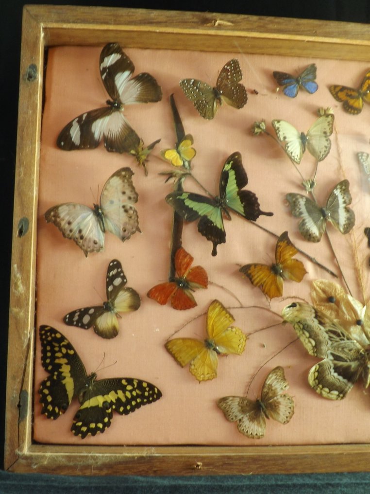 Papillon Support mural pour taxidermie - other - 36 cm - 60 cm - 7 cm - 1 #1.0