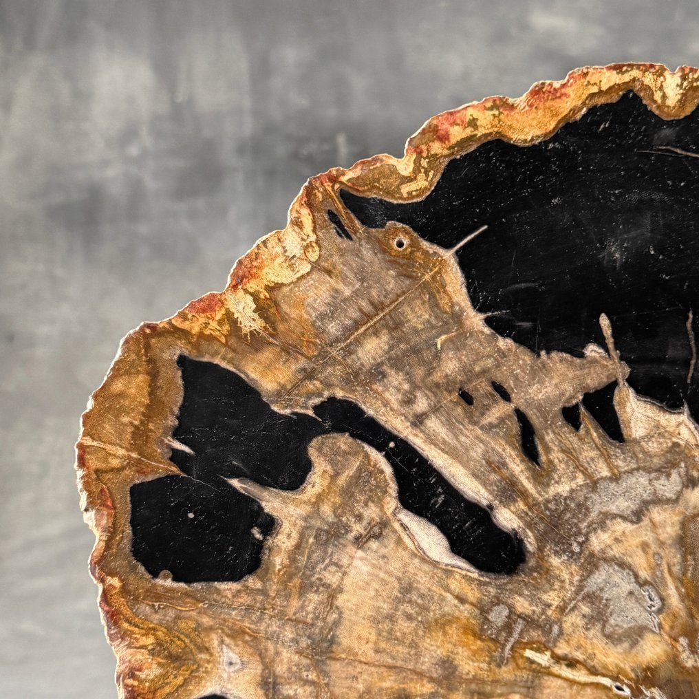 Lenyűgöző kövült fa szelet egy egyedi állványon. - Fafosszília  (Nincs minimálár) #3.2