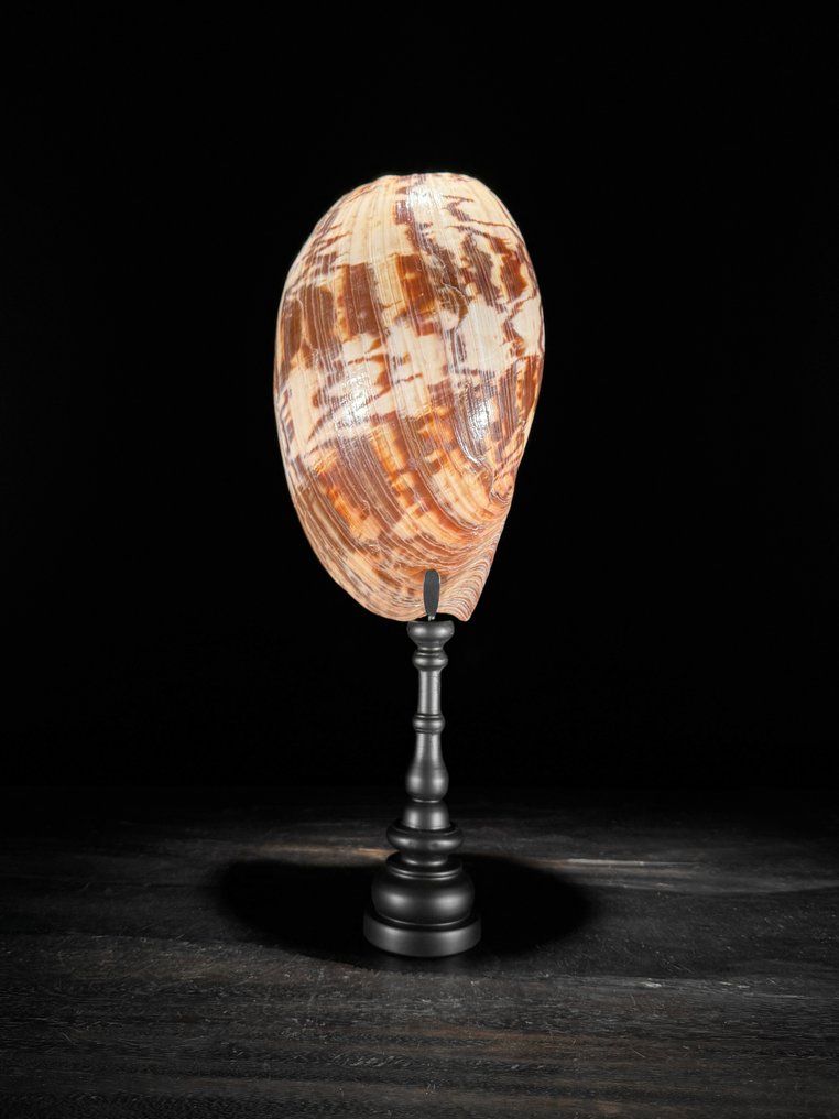 梅洛陶罐壳，放在定制的底座上 海贝 - Melo Amphora  (没有保留价) #2.1