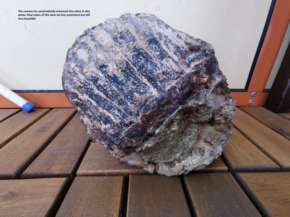 Stegodon - Skamieniały ząb #4.3