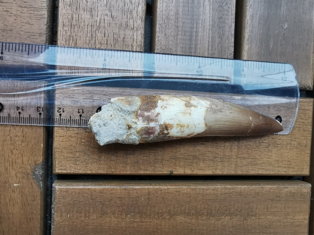 Spinosaurus - Fossil tand - 10.4 cm (Ingen mindstepris) #2.1