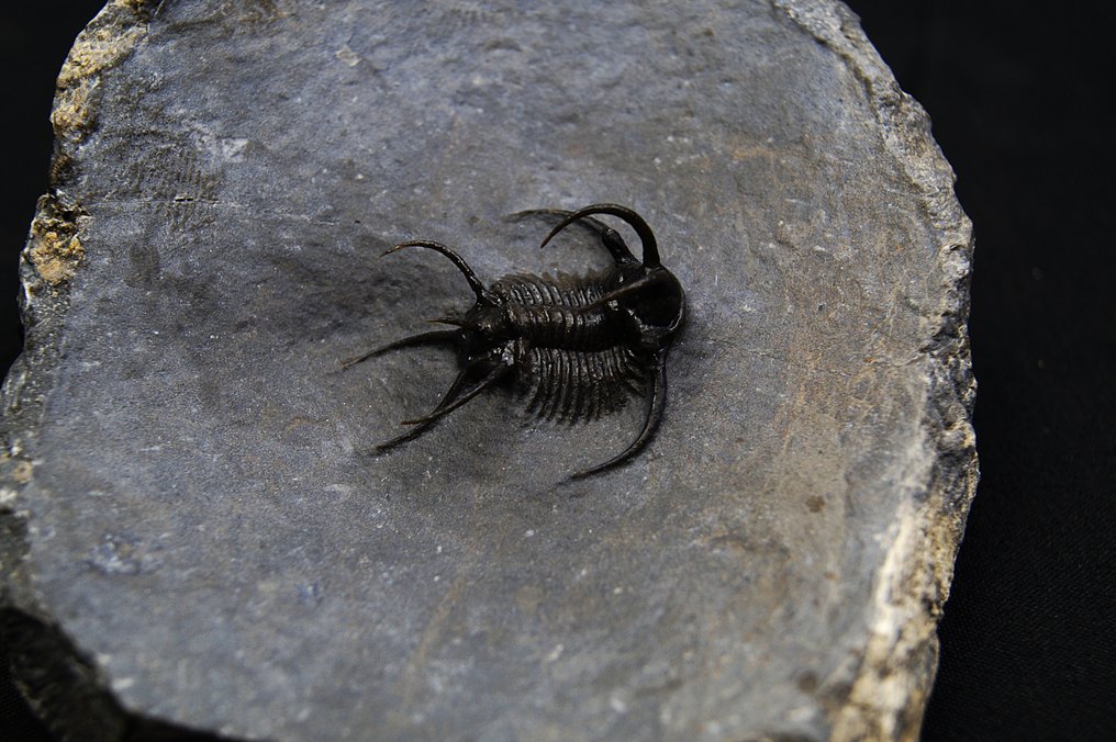Trilobit - Forstenet dyr - Ceratarges spinosus pieza unica #4.3