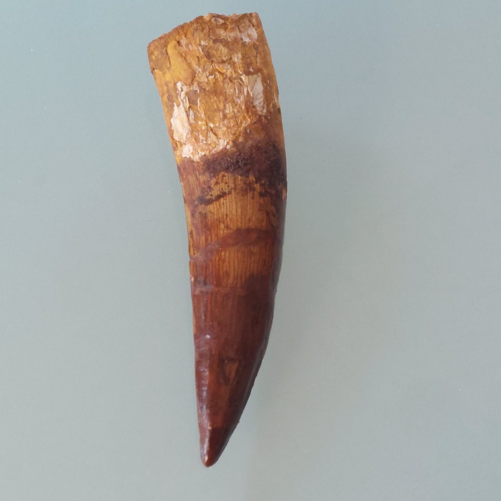 恐龍 - 牙齒化石 - Spinosaurus aegyptiacus - 92 mm - 22 mm #3.2