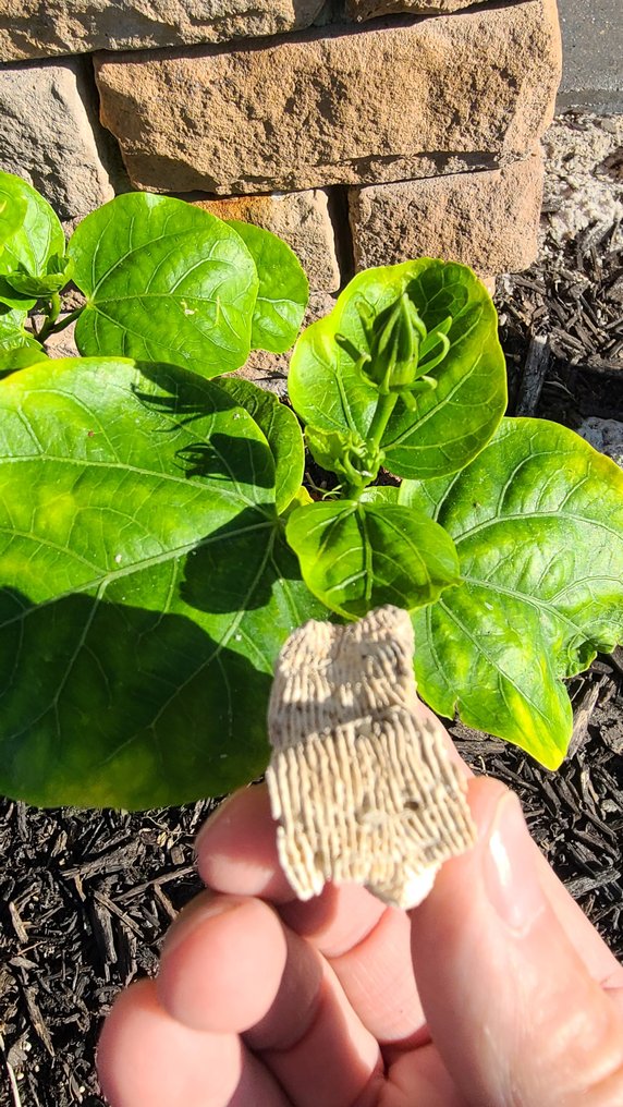 珊瑚 珊瑚 - Coral  (沒有保留價) #2.1