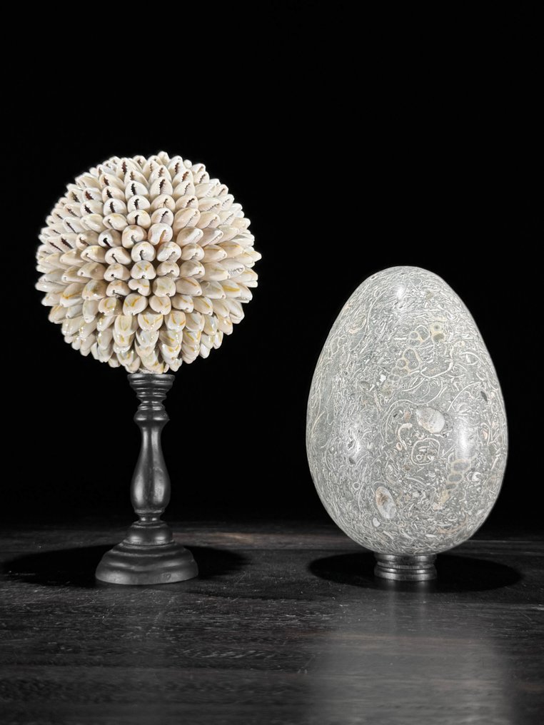 裝飾飾物 - 无底价 - 一对美丽的贝壳球和Turritella蛋形,放置在定制底座上。 - 印度尼西亞 #1.0