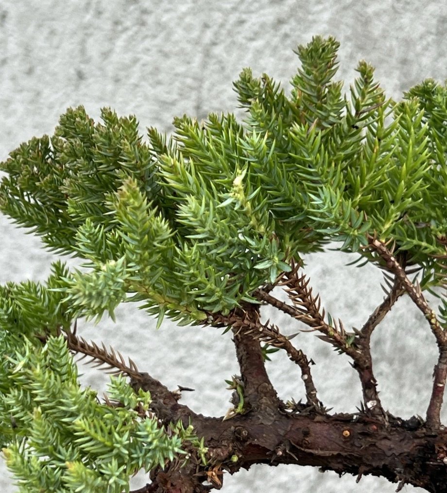 Enebærtræs bonsai (Juniperus) - Højde (Træ): 10 cm - Dybde (Træ): 18 cm - Japan - Bonsai Tanuki #1.0