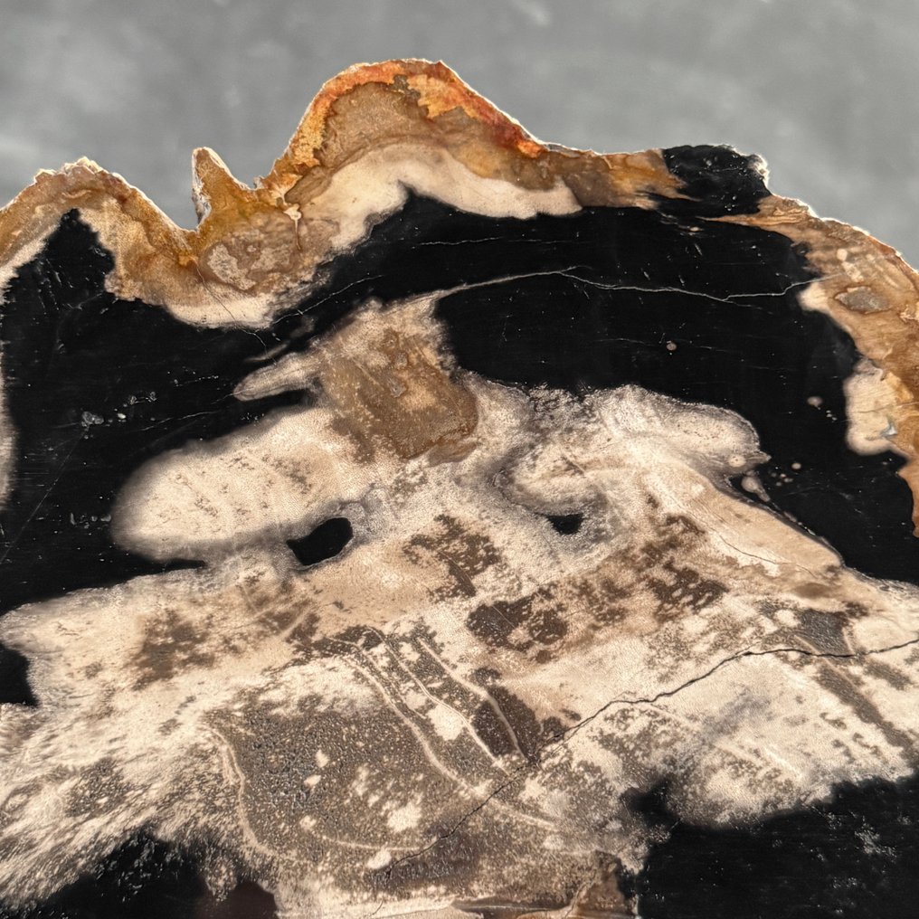 令人惊叹的巨大化石木片，放置在定制底座上 - 化石木材  (沒有保留價) #4.3