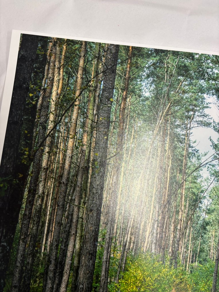 Tessa Posthuma de Boer - Walks #16 #3.2