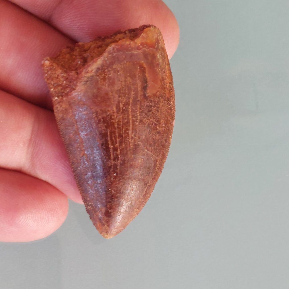 Δεινόσαυρος - Απολιθωμένο δόντι - Carcharodontosaurus sp. - 50 mm - 28 mm #1.0