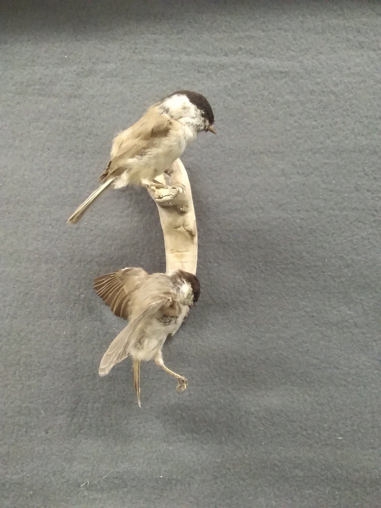 沼泽山雀 標本全身支架 - Poicile palustris - 21 cm - 11 cm - 11 cm - 非《瀕臨絕種野生動植物國際貿易公約》物種 - 2 #1.0