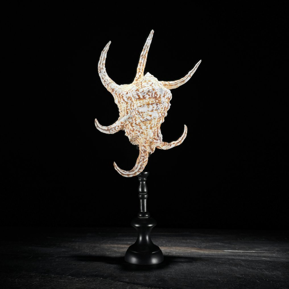 令人惊叹的一套大型海贝—— Melo Amphora 贝壳和 Spider Conch 贝壳 貝殼 - Melo Amphora & Lambis lambis  (沒有保留價) #2.1