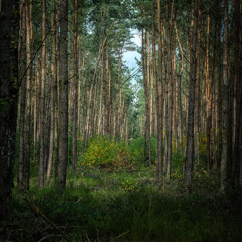 Tessa Posthuma de Boer - Walks #16 #1.0