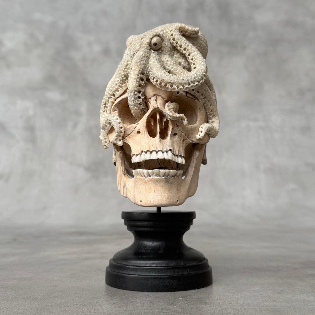 无底价 - 罗望子木头骷髅，配有鹿角雕刻的章鱼 架立式頭骨 - Tamarindus with cervidae sp. - 21 cm - 10 cm - 12 cm- 非《瀕臨絕種野生動植物國際貿易公約》物種 #3.2