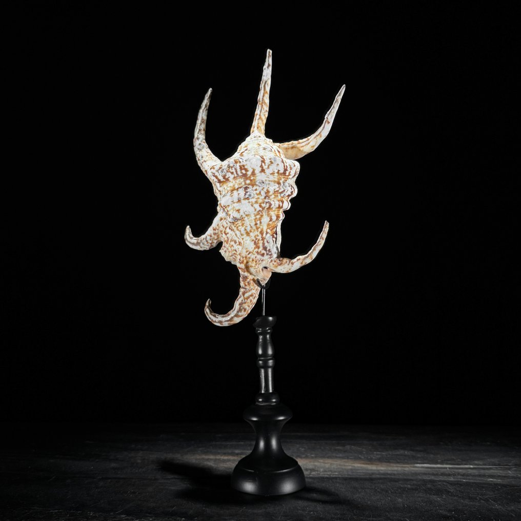 令人惊叹的一套大型海贝—— Melo Amphora 贝壳和 Spider Conch 贝壳 貝殼 - Melo Amphora & Lambis lambis  (沒有保留價) #3.2