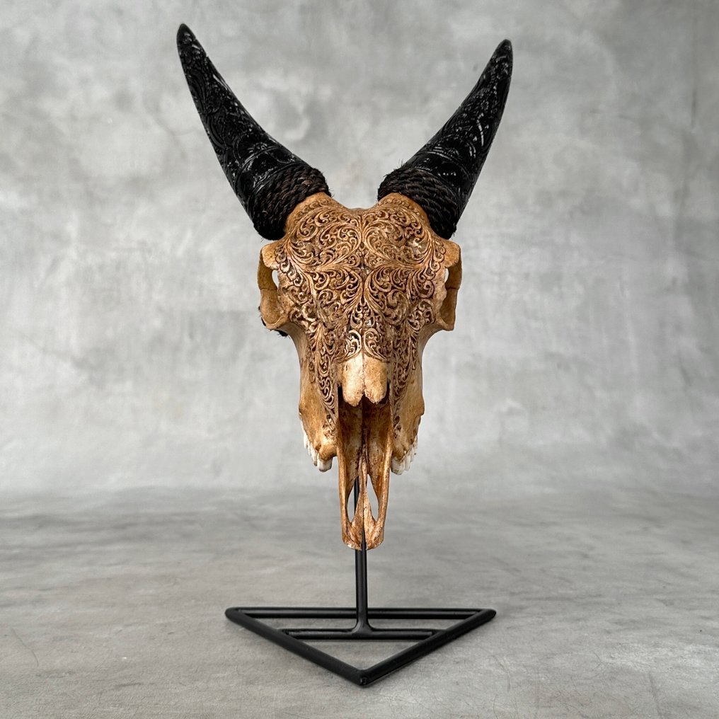 无底价 - 手工雕刻的棕色山羊头骨，带雕刻的角和蕨类植物图案 雕刻頭骨 - Capra aegagrus - 38 cm - 22 cm - 18 cm- 非《瀕臨絕種野生動植物國際貿易公約》物種 -  (1) #3.2