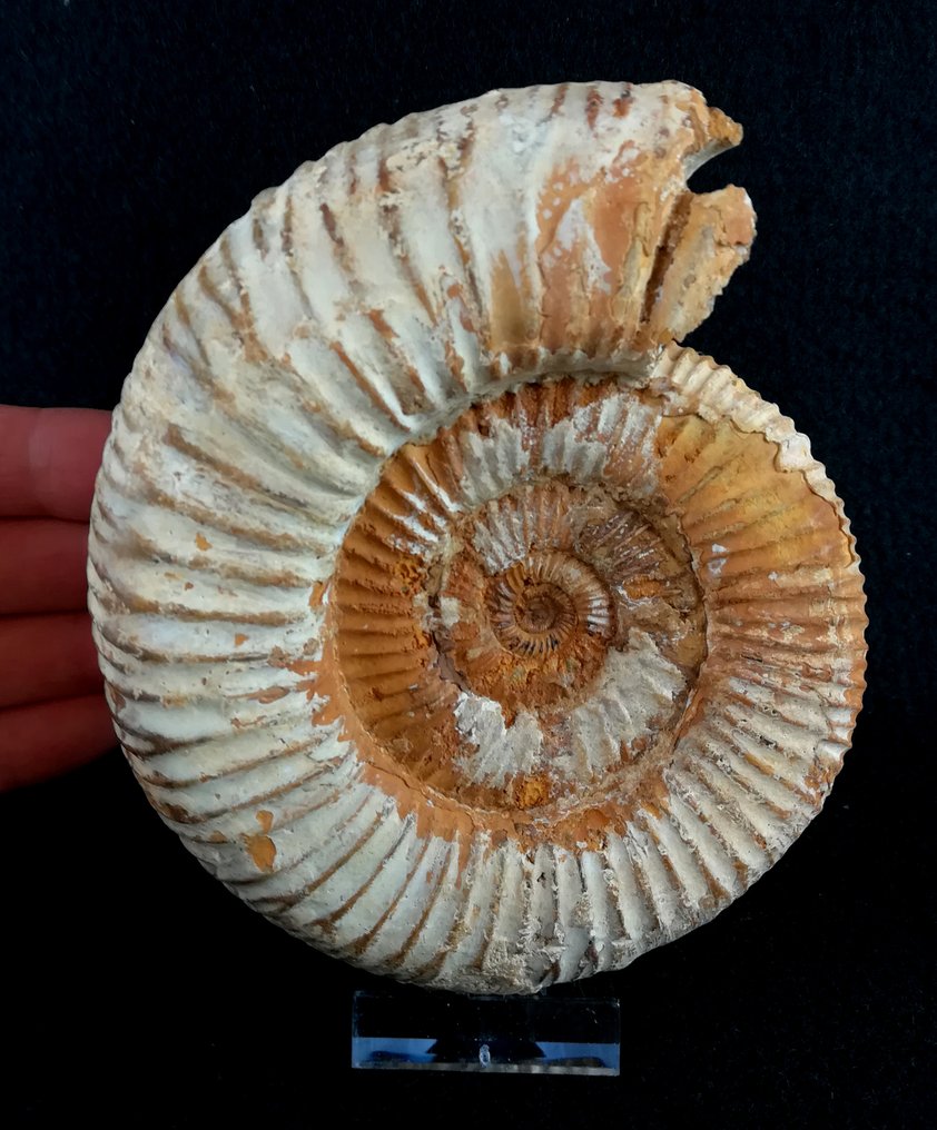 斑彩螺 - 动物化石 - Kranaosphinctes roedereri (Collignon) - 13.8 cm - 11.7 cm  (没有保留价) #3.2