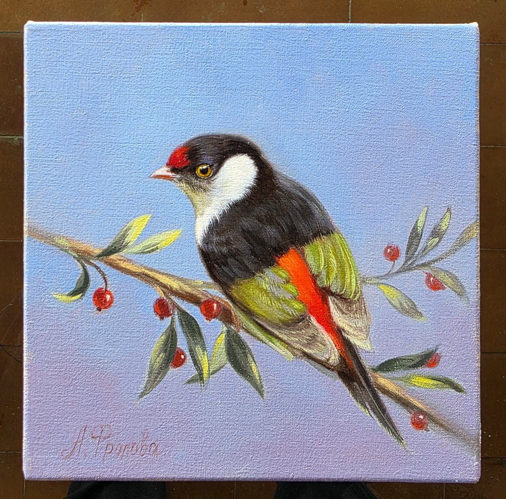 Anna Frolova (XX-XXI) - Манакіна шилохвоста #1.0