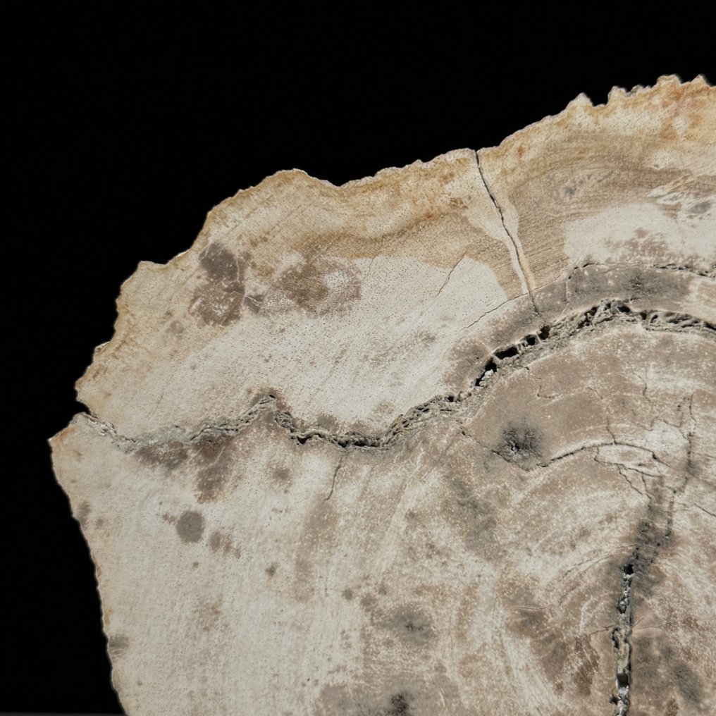 美妙的化石木切片，配有定制支架 - 化石木材  (没有保留价) #3.2