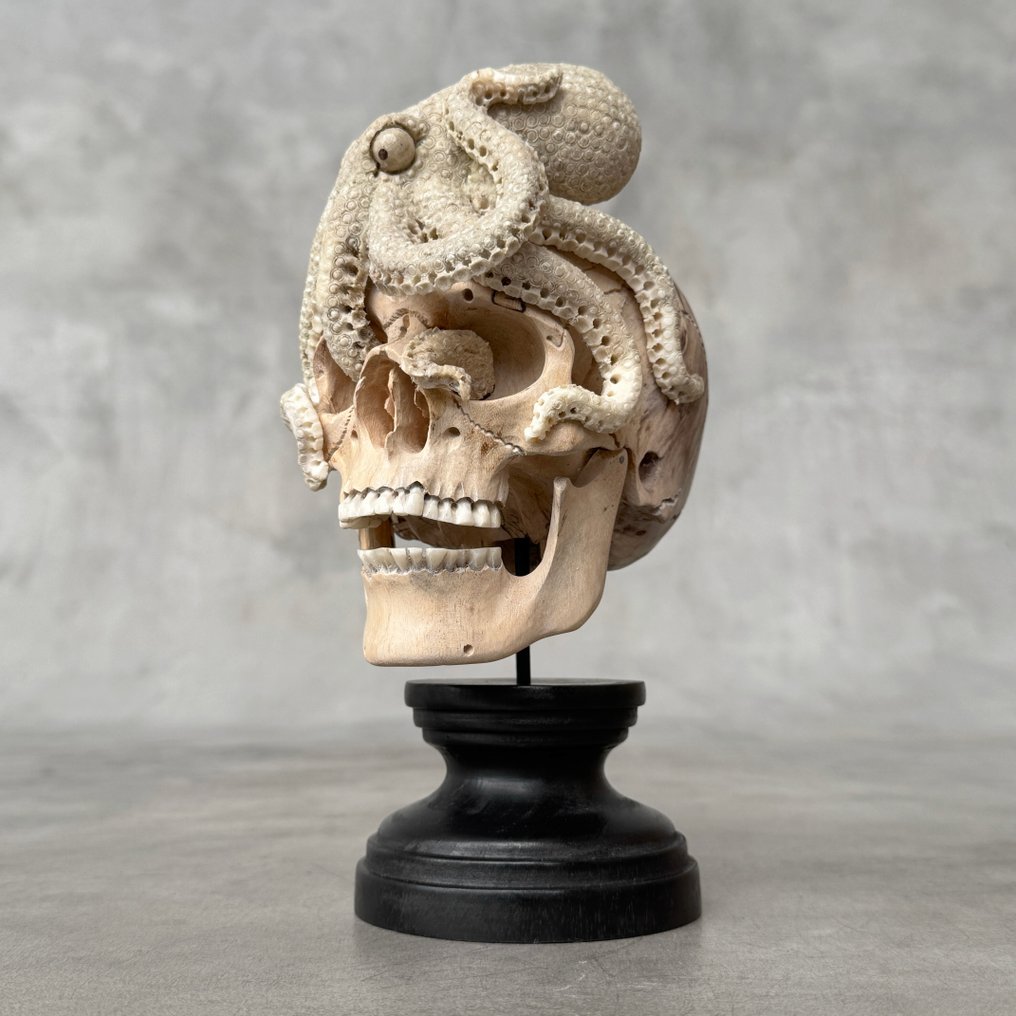 无底价 - 罗望子木头骷髅，配有鹿角雕刻的章鱼 架立式頭骨 - Tamarindus with cervidae sp. - 21 cm - 10 cm - 12 cm- 非《瀕臨絕種野生動植物國際貿易公約》物種 #4.3