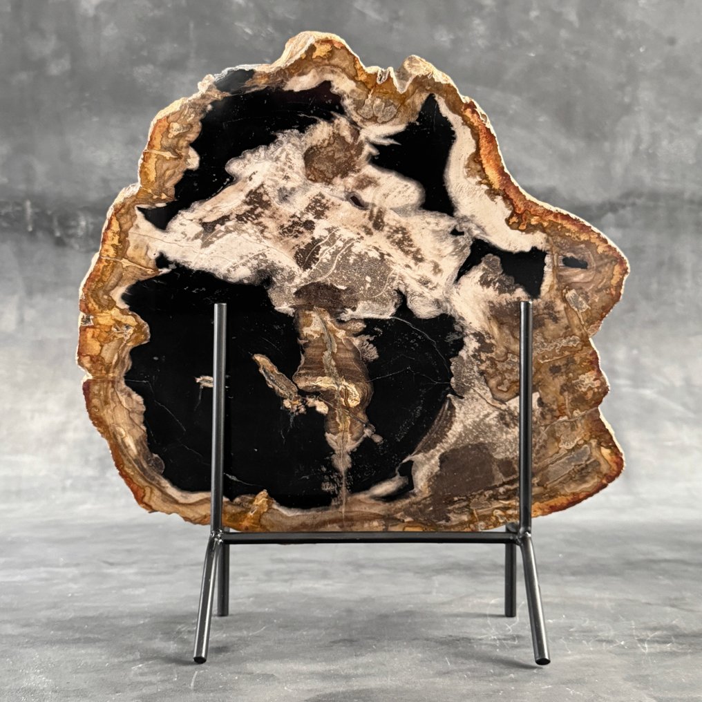 美丽的化石木切片，配以定制底座 - 化石木材  (没有保留价) #1.0
