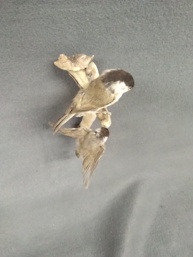 沼泽山雀 標本全身支架 - Poicile palustris - 21 cm - 11 cm - 11 cm - 非《瀕臨絕種野生動植物國際貿易公約》物種 - 2 #3.2
