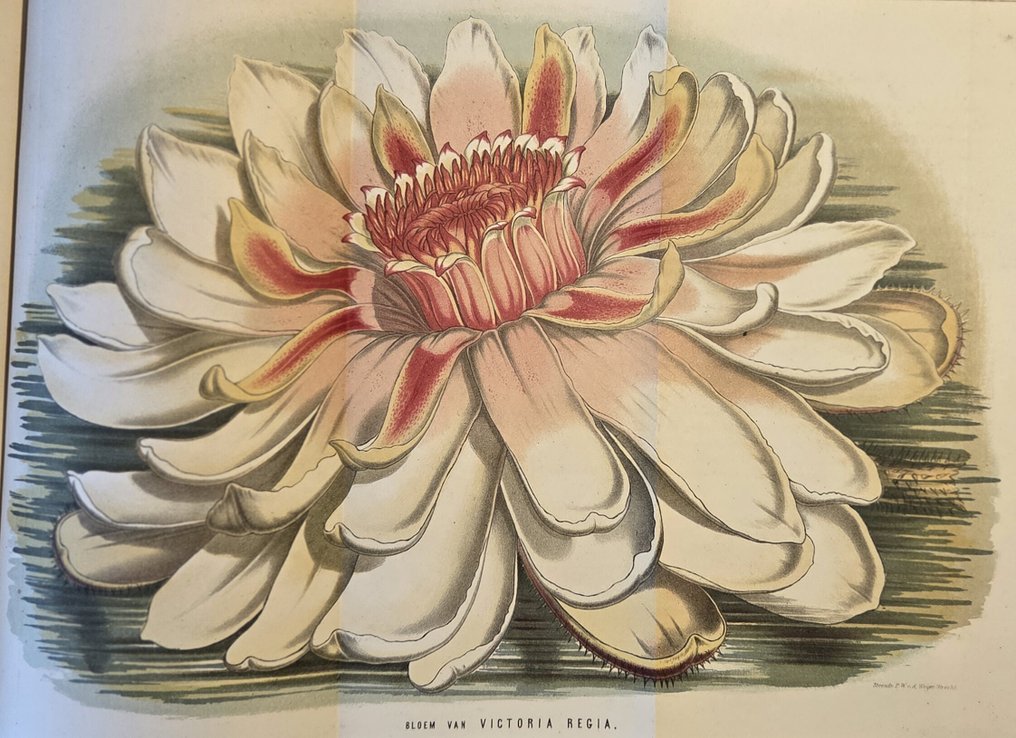 P. Harting e.a. - Album der natuur - 1853-1863 #1.0