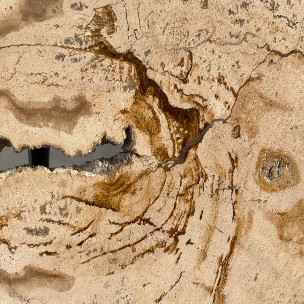 精彩的一片化石木片，放在定制的底座上 - 化石木材  (沒有保留價) #4.3