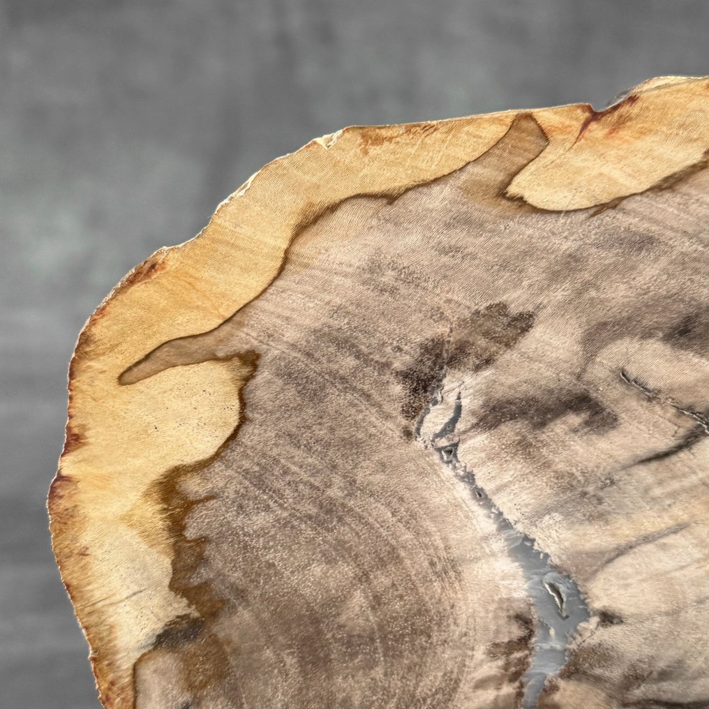 令人惊叹的化石木片，放置在定制底座上。 - 化石木材  (沒有保留價) #3.2