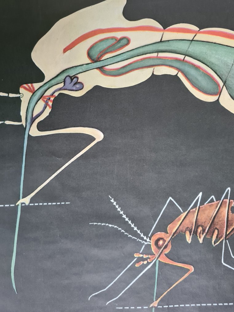 Anonymous - Jung-Koch-Quentell - Levenscyclus mug - 1950-tallet #1.0