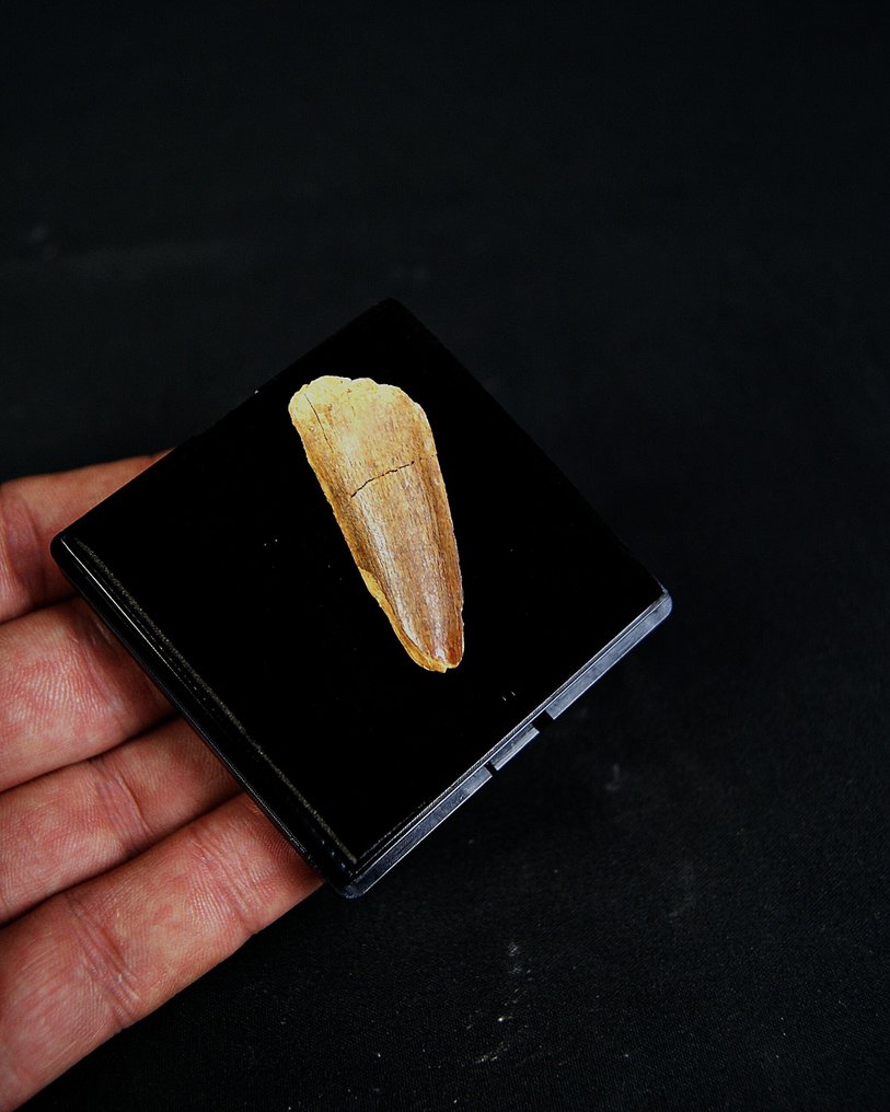 棘龍 - 牙齒化石 - Spinosaurus aegyptiacus  (沒有保留價) #3.2