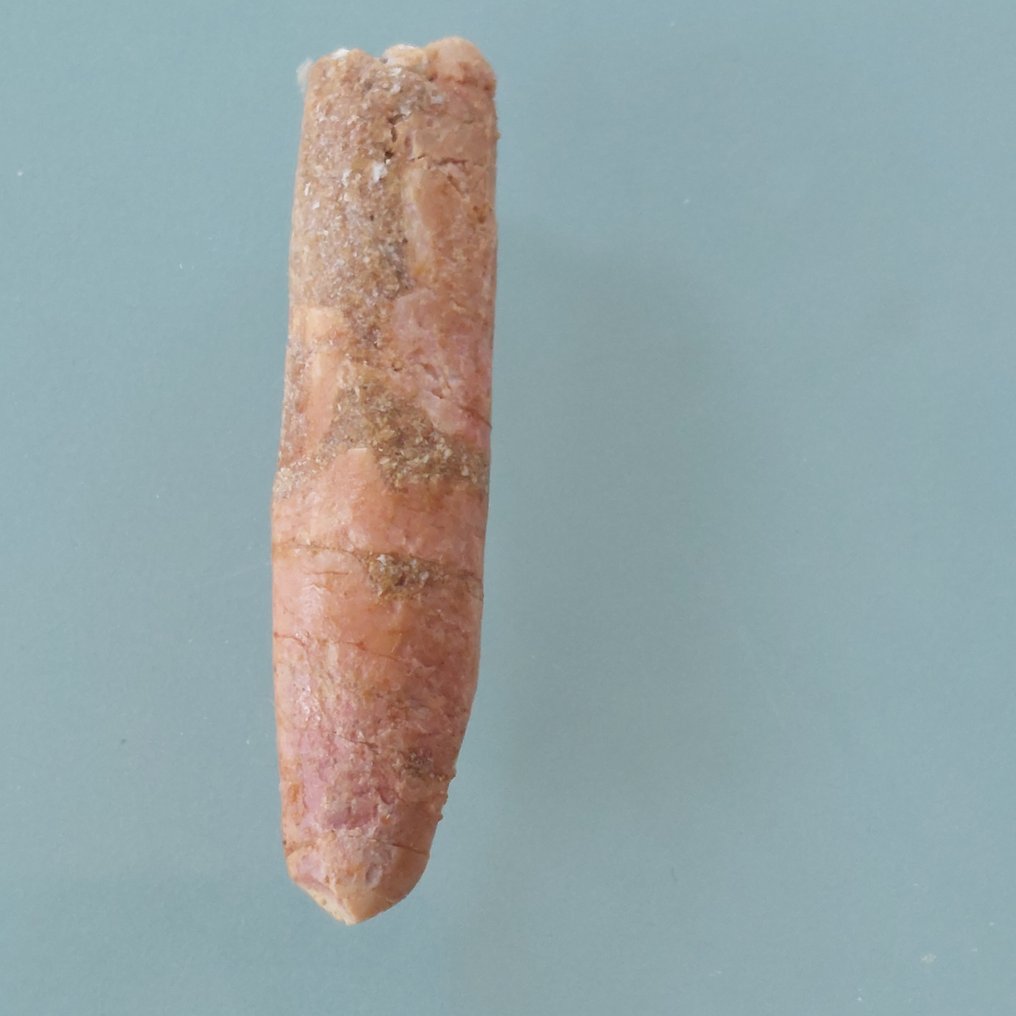 稀有的牙齿，来自Rebbachisaurus，28毫米 - 牙齿化石 - 50 mm - 10 mm #1.0