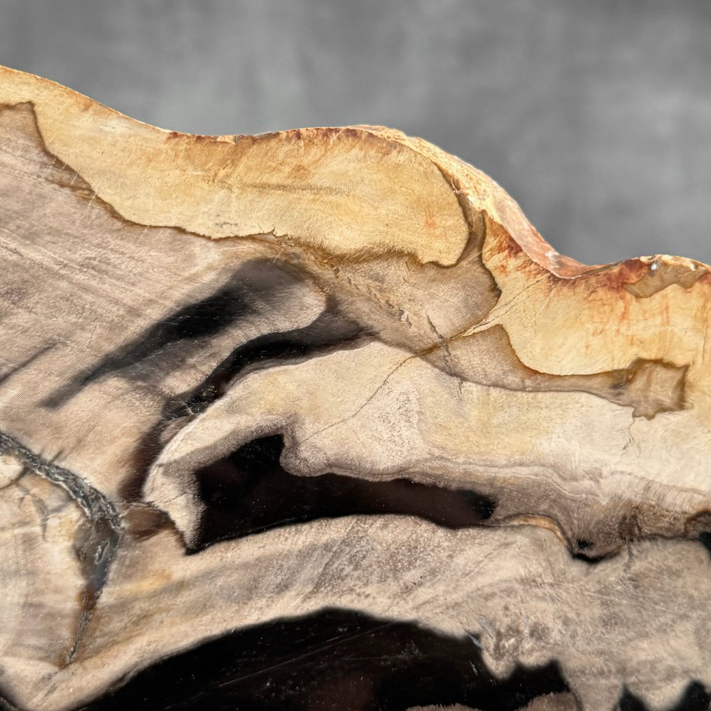 令人惊叹的化石木片，放置在定制底座上。 - 化石木材  (沒有保留價) #4.3