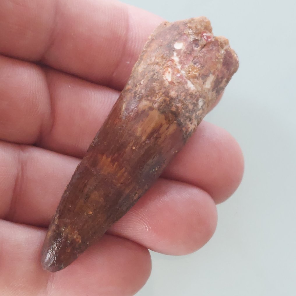 Δεινόσαυρος - Απολιθωμένο δόντι - Spinosaurus aegyptiacus - 70 mm - 20 mm (χωρίς τιμή ασφαλείας) #1.0